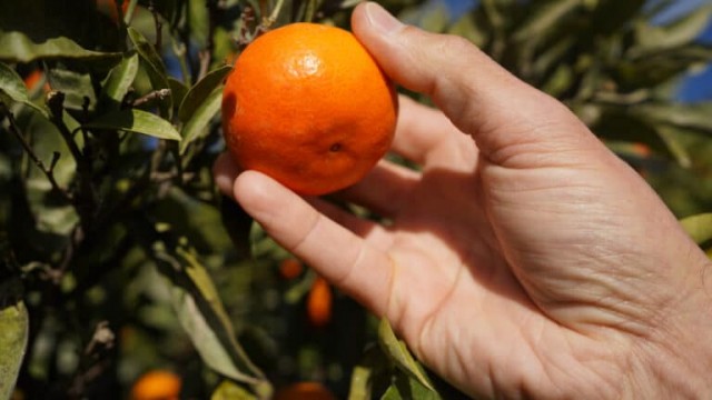The Natural Fruit Company, propietaria de Bruñó, compra su tercera empresa este año, NaturGreen 