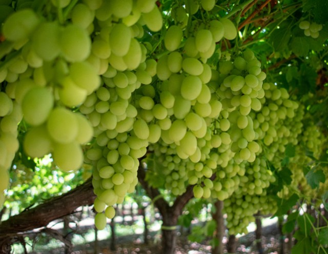La murciana AM Fresh da otro golpe sobre el mapa y compra Fruit-X para expandirse por Asia