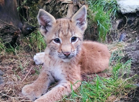 El 70% de españoles cree que animales silvestres tienen que estar protegidos como los de compañía