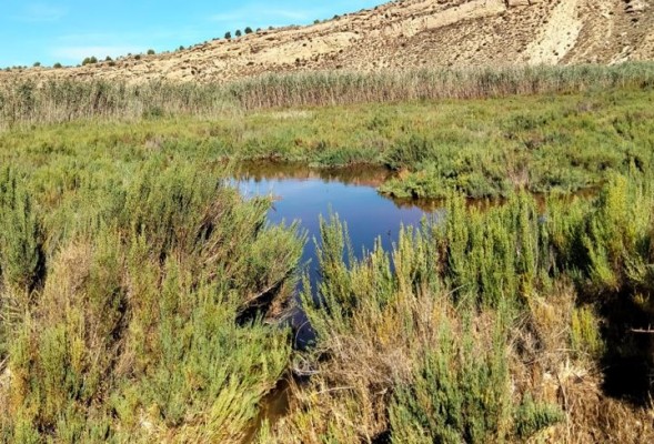 Murcia realiza tratamientos aéreos en la rambla de Tabala para evitar la proliferación de mosquitos 