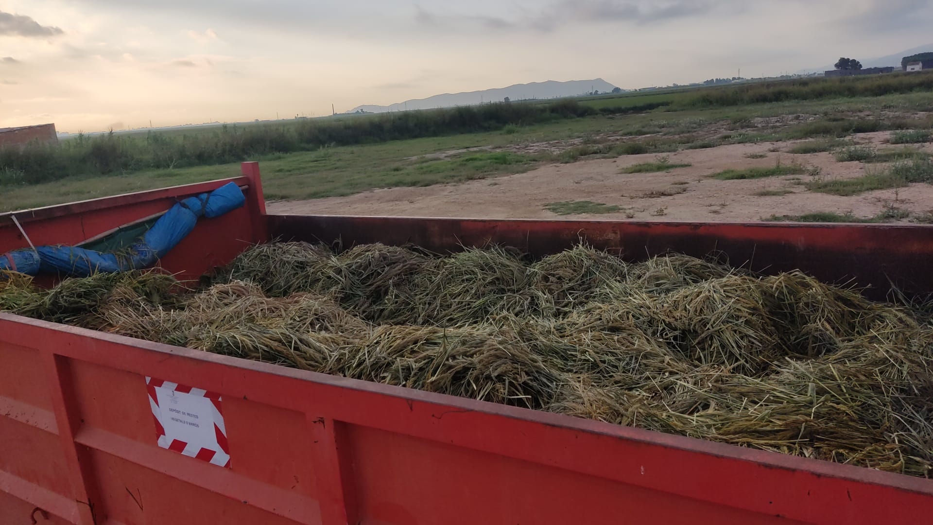 Sueca se prepara para el inicio de la campaña de la siega del arroz
