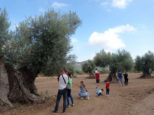 Vuelve el programa 'De ruta con la Dipu' con una excursión por los olivos milenarios del Maestrat