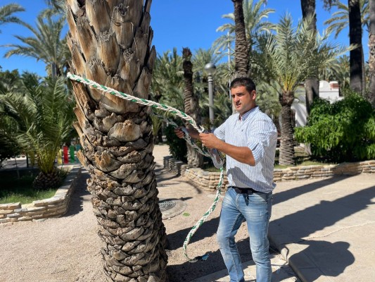 Un palmerero ilicitano crea una soga homologada que aumenta la seguridad en el oficio