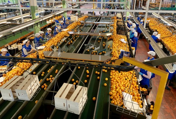Grupo Gambín: 60 años de calidad y fiabilidad en la comercialización y exportación de cítricos