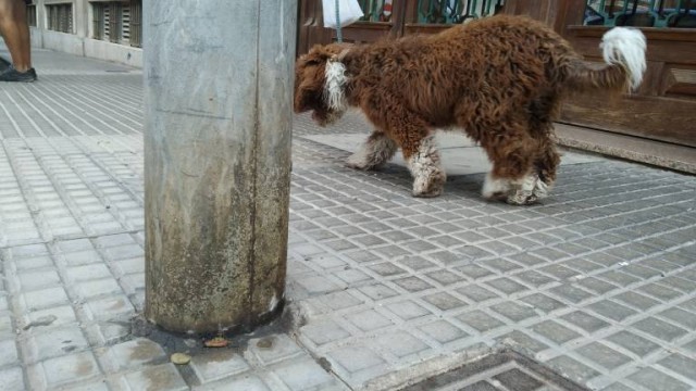 Salud recuerda la importancia de vacunar a los animales de compañía para que la rabia siga erradicada