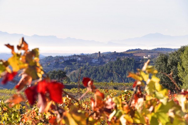 Las bodegas valencianas que no puedes perderte