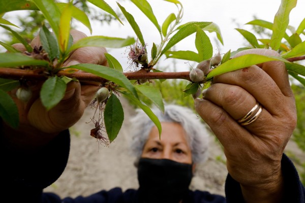 Las indemnizaciones del seguro agrario para frutales superan los 52 millones en la Región
