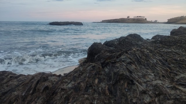 Cs El Campello propone crear un código de buenas prácticas para la retirada de posidonia