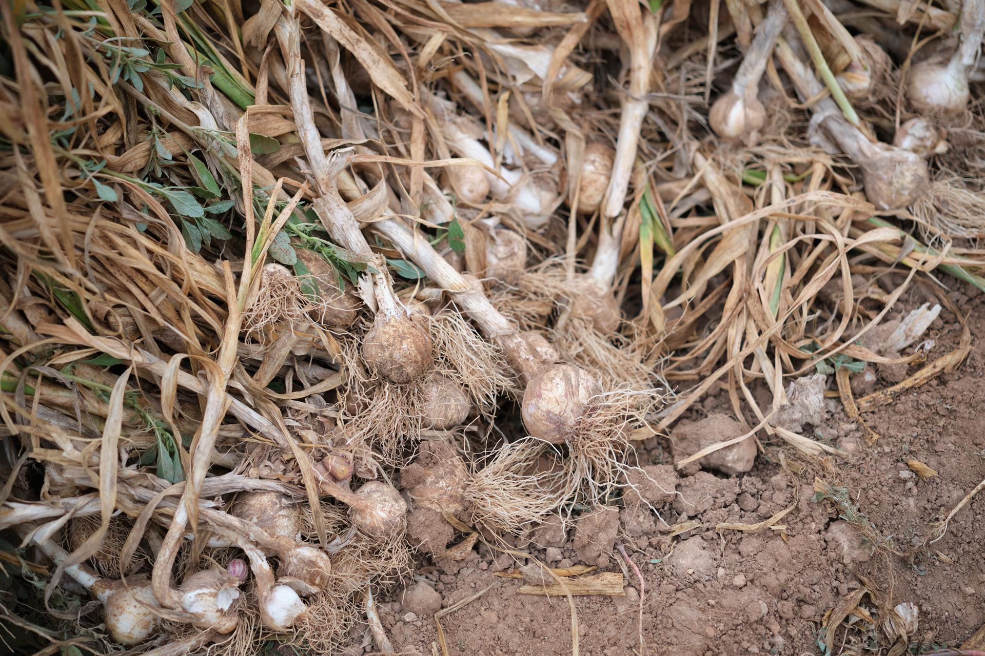 Ajeros españoles pedirán a Bruselas que convenza a las grandes superficies de que les paguen más