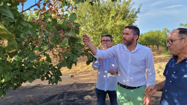 La Región multiplica por 4 el cultivo de pistachos desde el año 2015 hasta las 575 toneladas