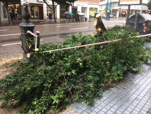 Varias calles cortadas por la caída de árboles a causa del temporal