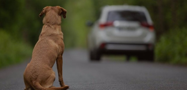 El proyecto de ley de bienestar animal se topa en el Congreso con enmiendas a la totalidad de PP, PNV y Vox
