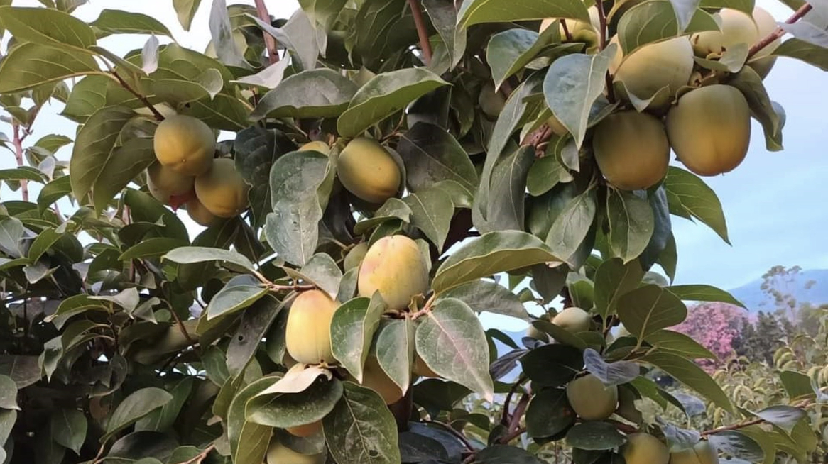 Foto: LA UNIÓ DE LLAURADORS
 - 