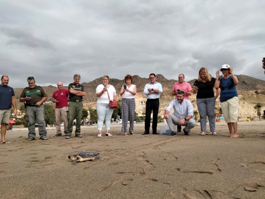 Una tortuga boba vuelve al mar en Bolnuevo tras recibir un tratamiento de recuperación
