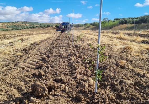 La hoja de ruta de Atitlan para invertir 50 millones en el cultivo de pistacho y almendra