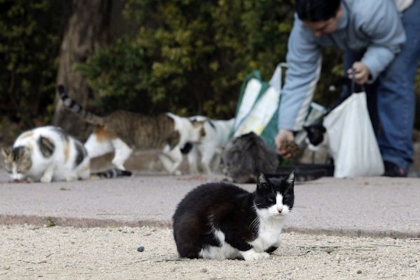 Castelló acoge una nueva Jornada Felina con pautas sobre la protección de los animales  