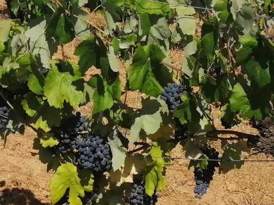 La Unió augura costes disparados y un 30% menos de cosecha de uva para vino 