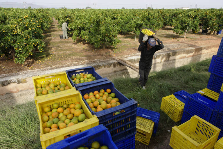 La campaña citrícola española, la más baja de la década: no llega a los 6 millones de toneladas
