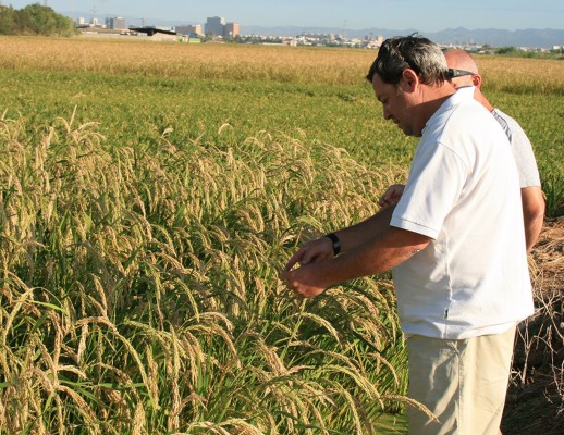 AVA-Asaja urge reactivar la cláusula de salvaguarda tras subir las importaciones de arroz 