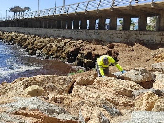 Alicante mantiene el refuerzo contra las plagas de roedores y cucarachas ante el calor