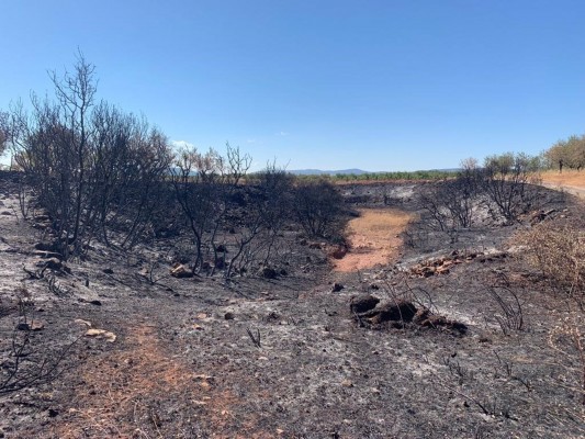 La Cooperativa de Viver estima en más de 700.000 euros las pérdidas agrícolas por el incendio de Bejís