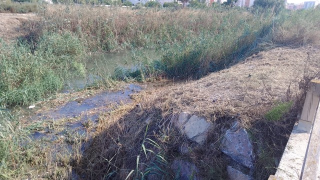 La CHS desbroza el entorno de las compuertas entre los cauces nuevo y viejo del río Segura