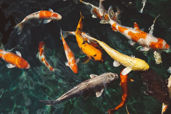 Investigadores del CSIC demuestran en Torre la Sal que los peces detectan sabores