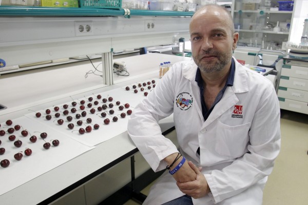 Investigadores de la UMH aumentan el tamaño y la vida útil de la cereza con compuestos ecológicos
