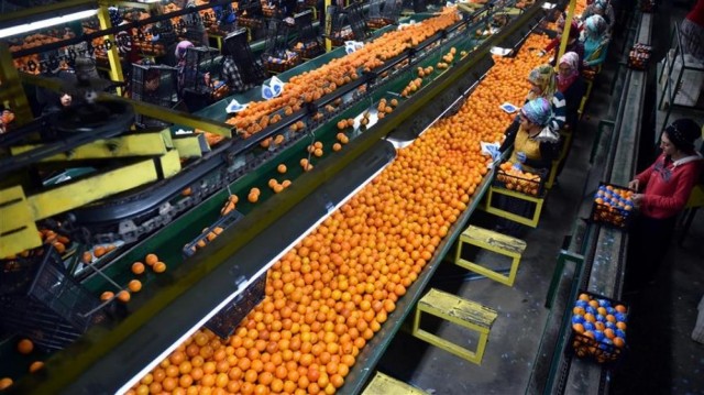AVA exige dimisiones en Bruselas tras confirmar que la naranja de Sudáfrica no cumple el protocolo