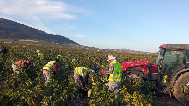 Mala vendimia para la uva de Jumilla: Coag denuncia pérdidas de 1.800 euros por hectárea