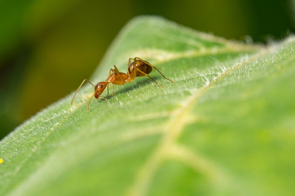 Las reinas de las hormigas controlan la insulina para aumentar su vida útil y su reproducción
