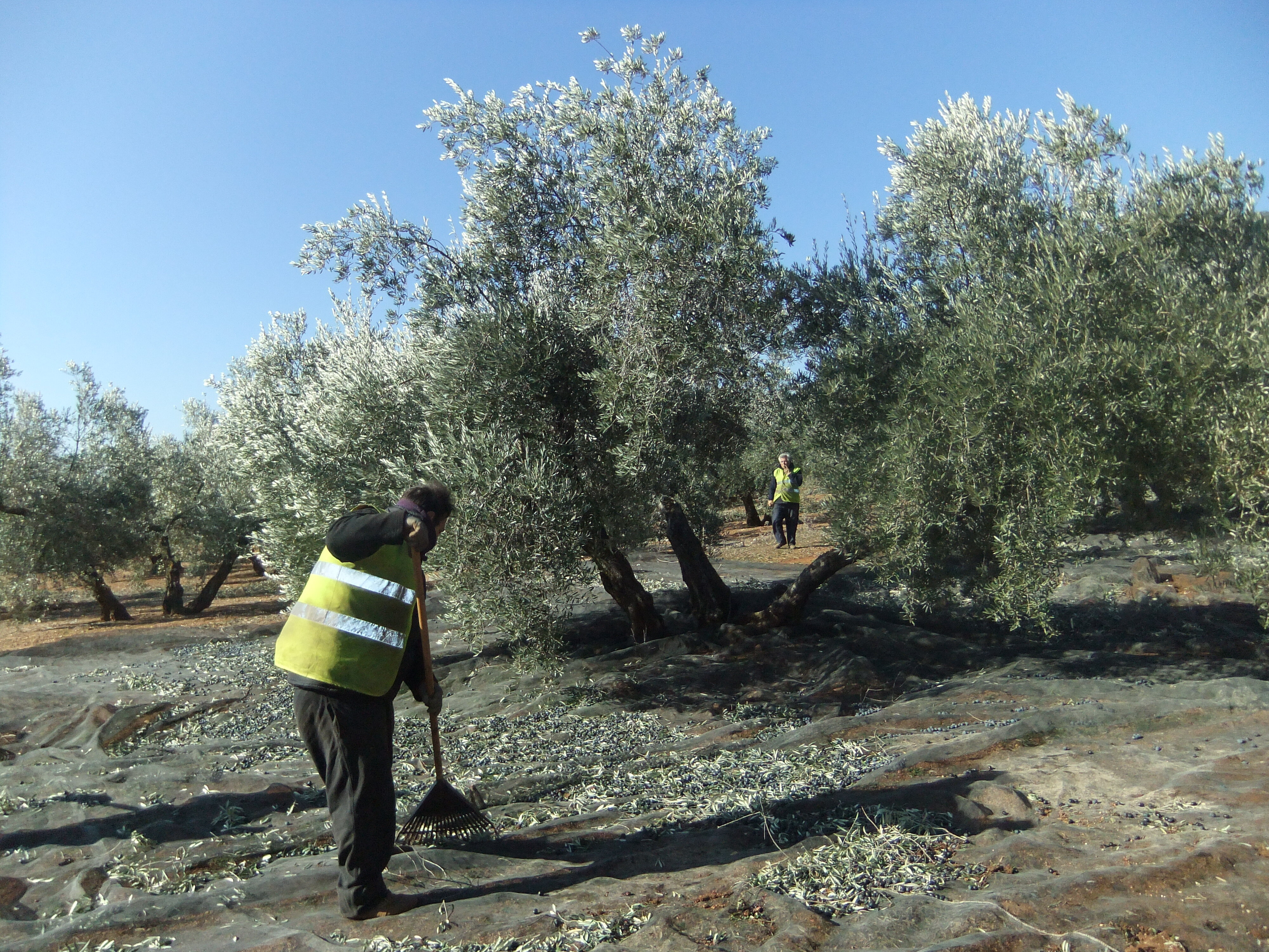 Olivareros prevén la peor producción de aceite en 10 años debido a la sequía, con una caída del 50%