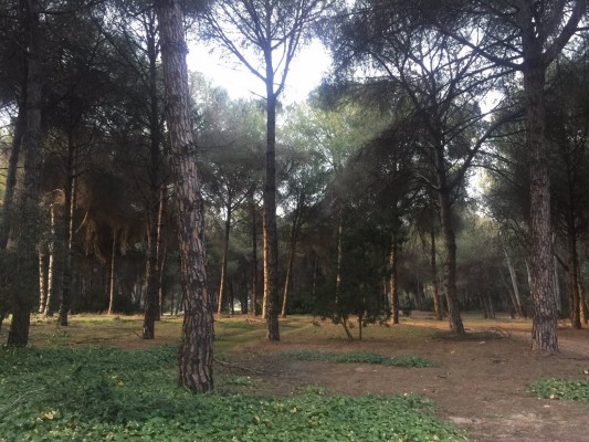 El clima del pasado determina la distribución actual de los bosques áridos a escala mundial, según un estudio