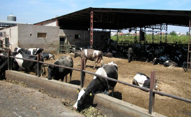 Los costes para mantener las explotaciones ganaderas de la Región suben un 40% en seis meses