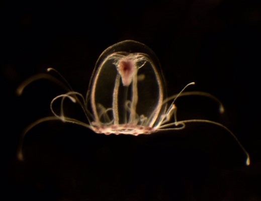 Descifran el genoma de la medusa inmortal: se abre una nueva puerta contra el envejecimiento