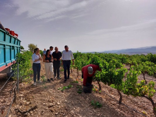 La vendimia arranca en la Región con el objetivo de alcanzar las 80.000 toneladas de uva de excelente calidad

