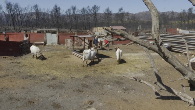 Agricultura concede ayudas por la inflación a 30.000 agricultores y ganaderos
