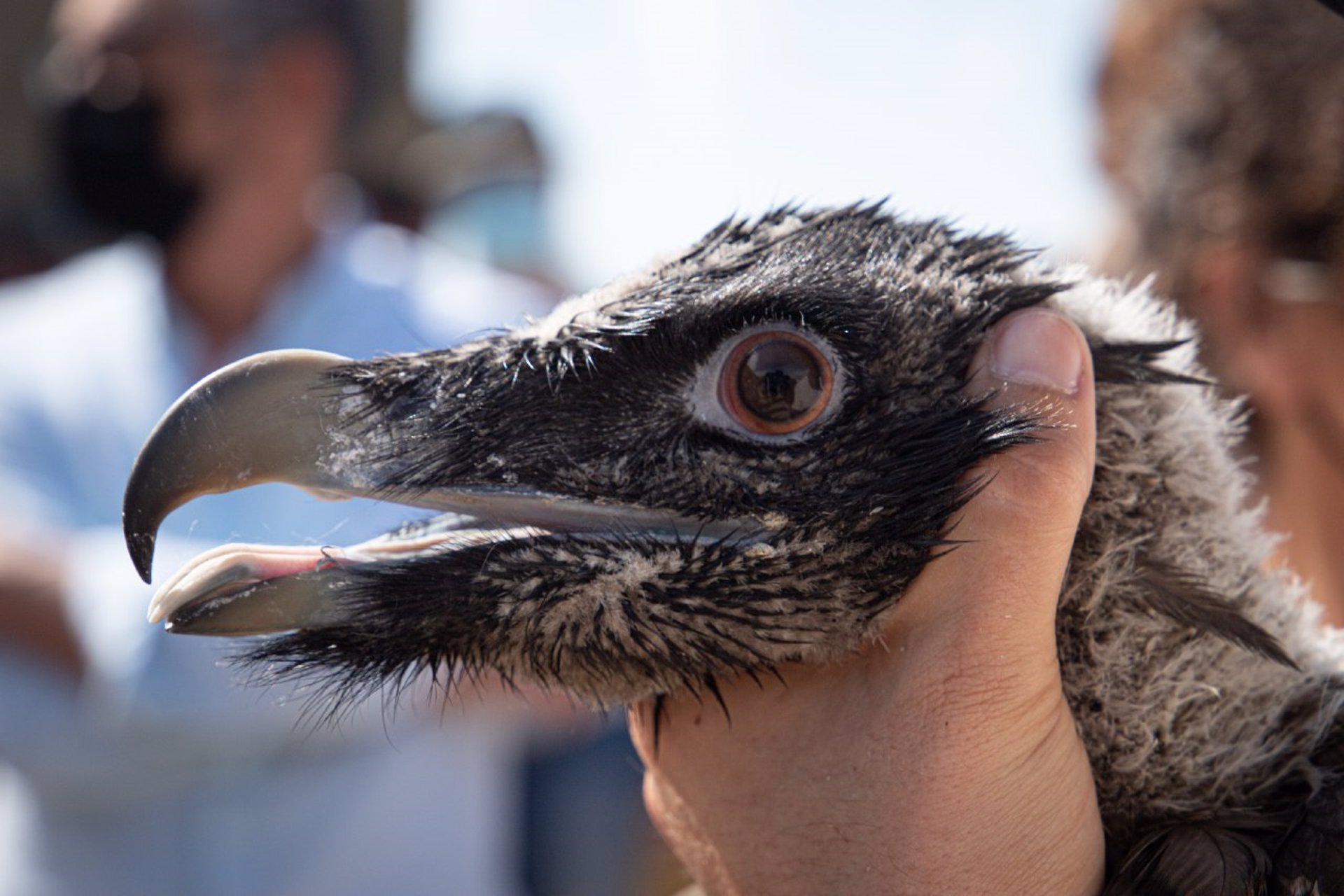 Ereta y Espèrit, los últimos quebrantahuesos liberados en la Tinença de Benifassà, ya vuelan