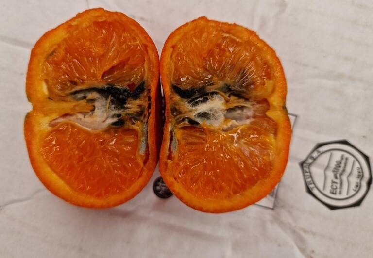 Los agricultores independientes denuncian que Sudáfrica se salta el tratamiento en frío de la naranja