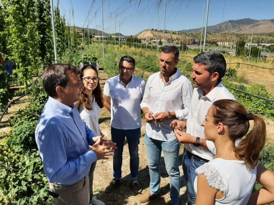 El lúpulo se afianza en la Región: un tercio más de hectáreas cultivadas