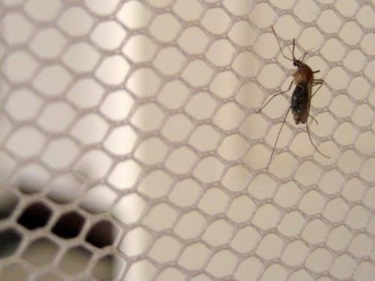 Las plagas de Murcia bajo control: una app para notificar la presencia de insectos y roedores 
