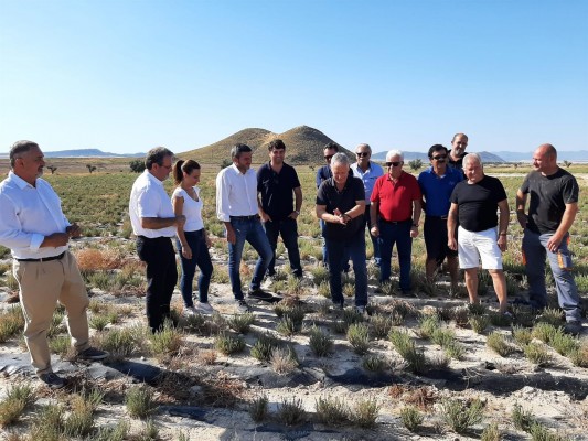 Las plantas aromáticas de la Región ganan terreno: aumenta un 44% en el último año