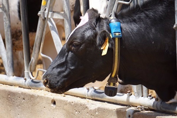 La UPV desarrolla algoritmos para reducir emisiones de efecto invernadero de la ganadería