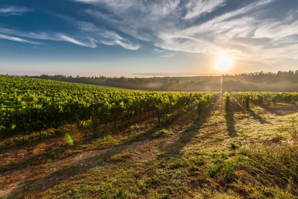 Los vinos valencianos de Anecoop Bodegas obtienen diez oros en el Berliner Wein Trophy