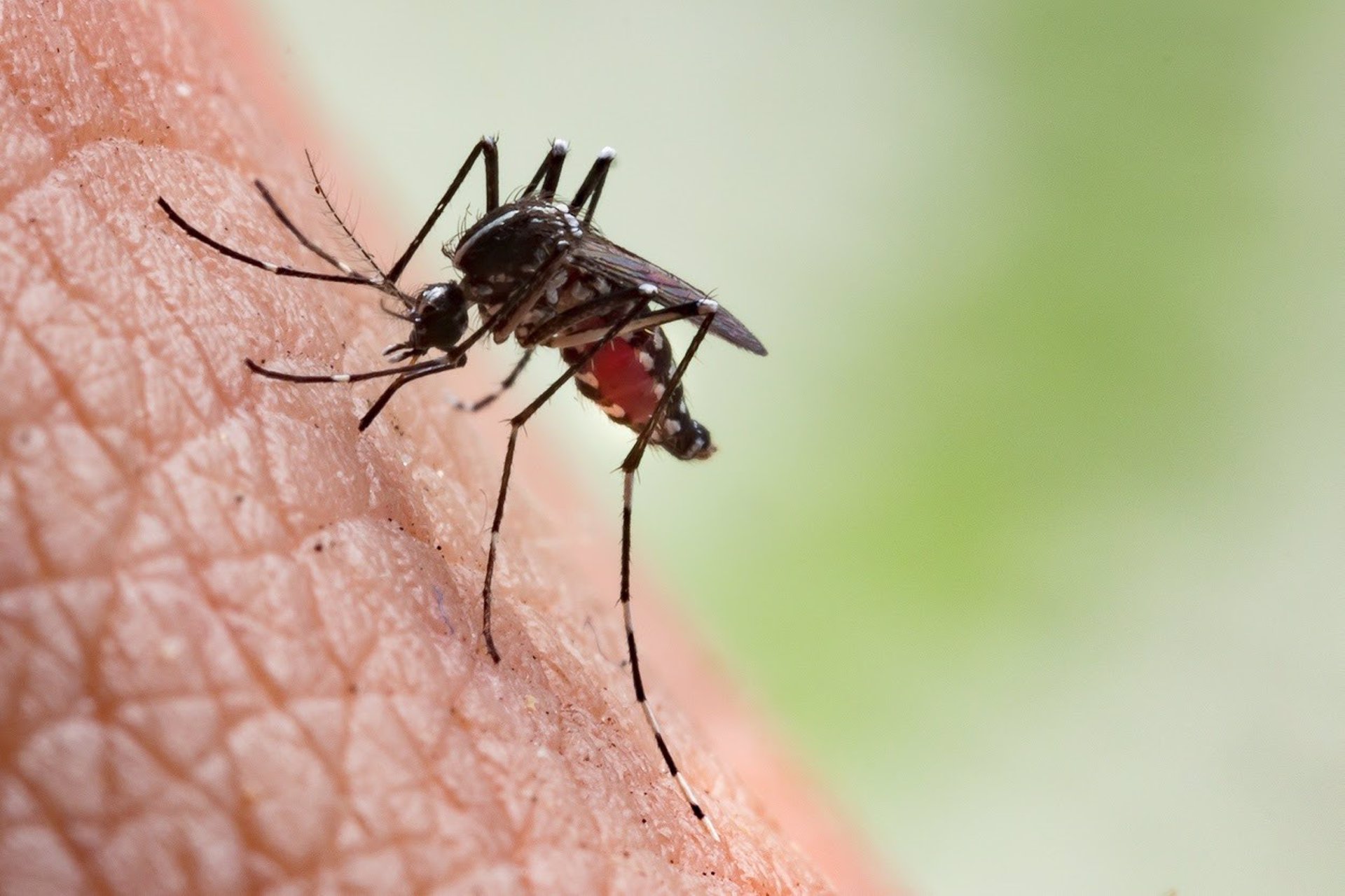 Alertan del aumento de consultas relacionadas con picaduras de mosquito en los hospitales
