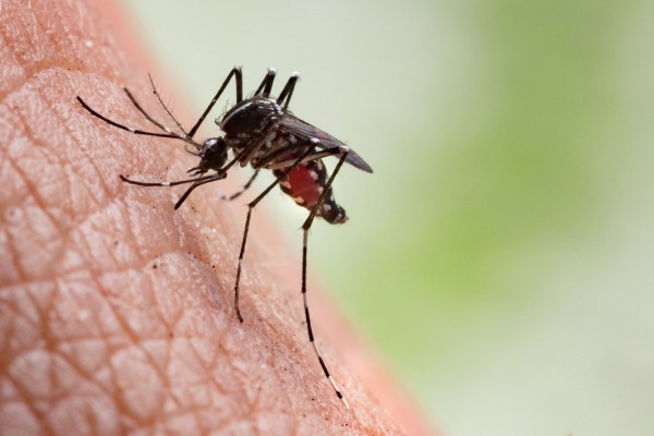 Alertan del aumento de consultas relacionadas con picaduras de mosquito en los hospitales