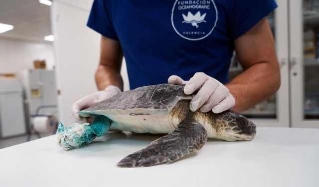Una familia salva en Oropesa a una tortuga marina en peligro de extinción enredada en un saco de rafia