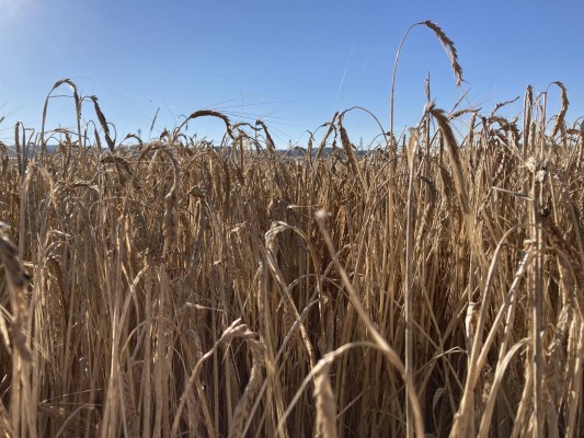 La superficie cultivada en España en 2021 fue de 16,9 millones de hectáreas, un 0,16% menos que en 2020