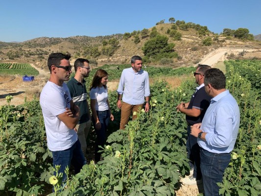 La desconocida hortaliza de la que la Región es la reina: la okra, parecido al calabacín con sabor a berenjena