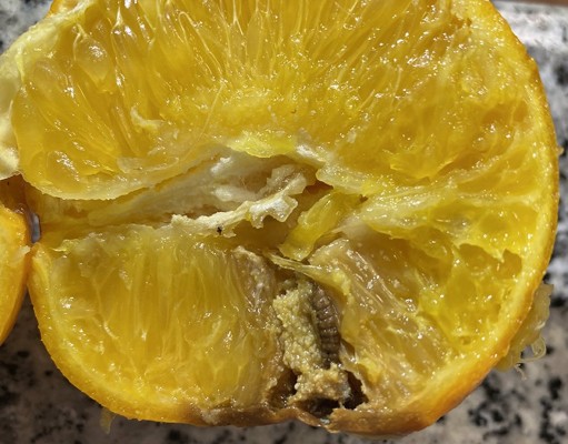 AVA-Asaja pide explicaciones por un posible pacto de la UE y Sudáfrica para desembarcar naranjas sin tratamiento en frío